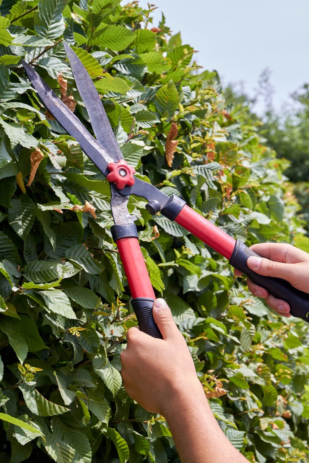 Vertical shot young hands with garden shear trimming the bush.